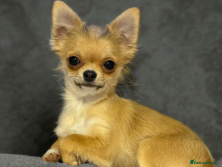 Chihuahua dogs Last show quality KC long coat Boy Russian lines - Advert 15