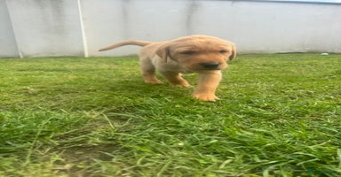Labrador Retriever dogs - Advert 3