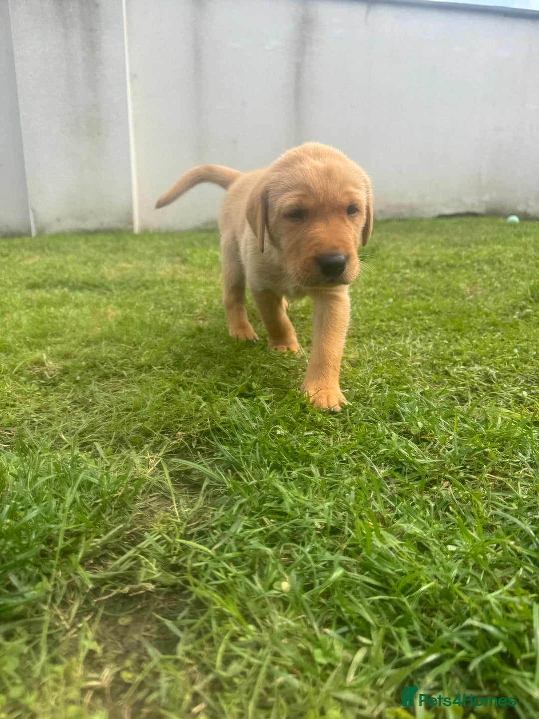 Labrador Retriever dogs for sale: Fox Red Boy  - Image 12