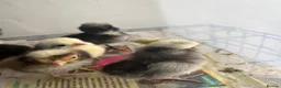 Mixed Breed poultry for sale: Chicks,Brahma, silkie, cross, polish  - Advert 4