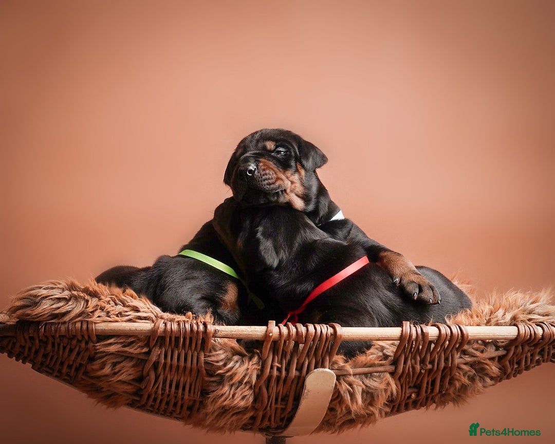 Dobermann dogs for sale: Doberman puppies  - Image 2