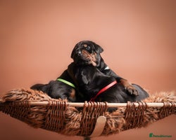 Dobermann dogs Doberman puppies - Advert 2