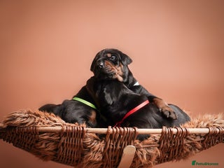 Dobermann dogs - Advert 1