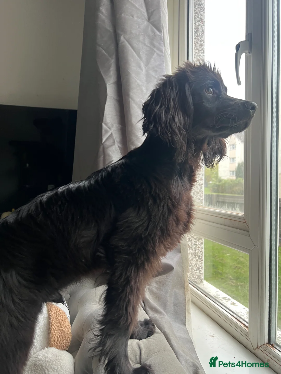 Cocker Spaniel dogs for sale: 11 month old, male Cocker Spaniel in Coventry - Advert 6