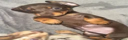 Dachshund dogs for sale: 2 Dachshund puppies left - Advert 13