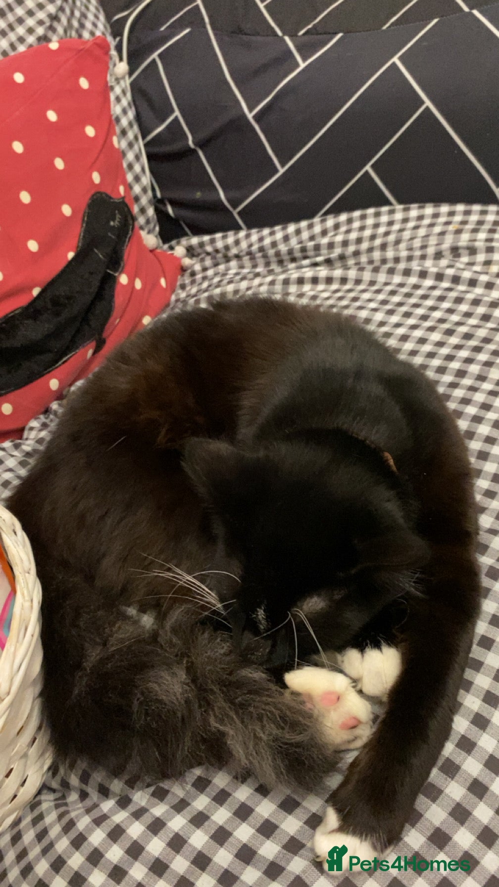 Mixed Breed cats RESCUSED but can not house  - Advert 1