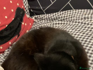 Mixed Breed cats RESCUSED but can not house - Advert 2