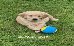 Golden Retriever dogs for sale: KC GOLDEN RETRIEVER PUPPIES  - Image 4