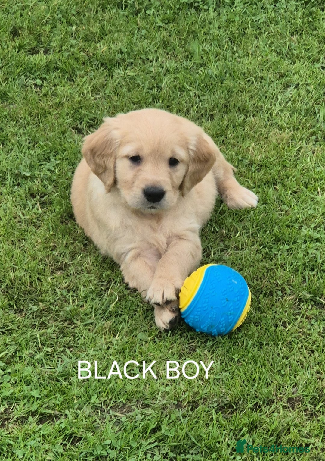 Golden Retriever dogs for sale: KC GOLDEN RETRIEVER PUPPIES  - Image 4