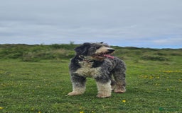 Bernedoodle dogs for sale: Curtabemdoodles Bernedoodles  - Image 21