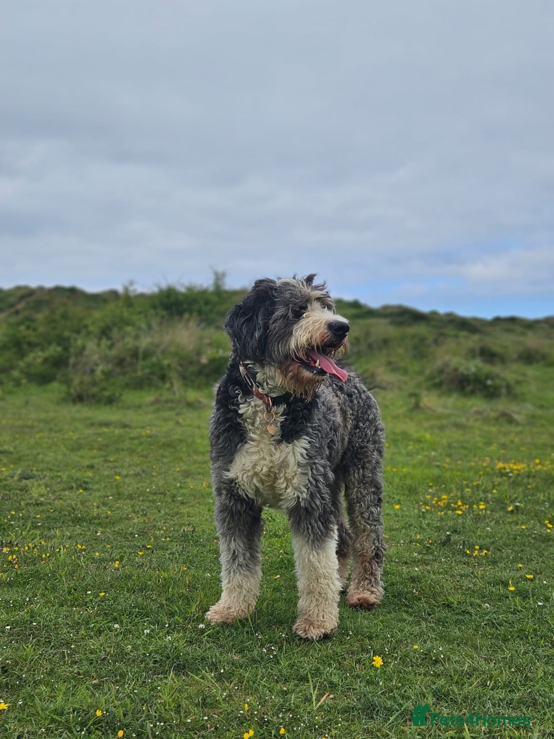 Bernedoodle dogs for sale: Curtabemdoodles Bernedoodles  - Image 21