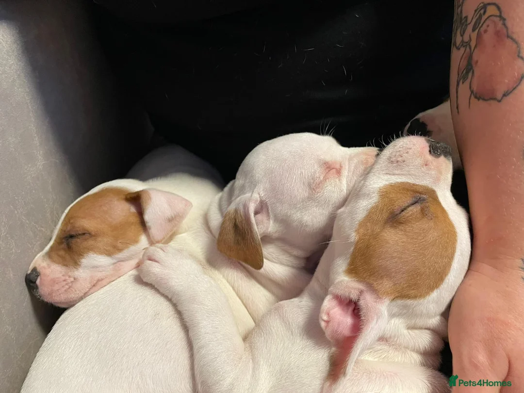 Mixed Breed dogs for sale: Irish Staffy x American bulldog puppies  - Advert 11