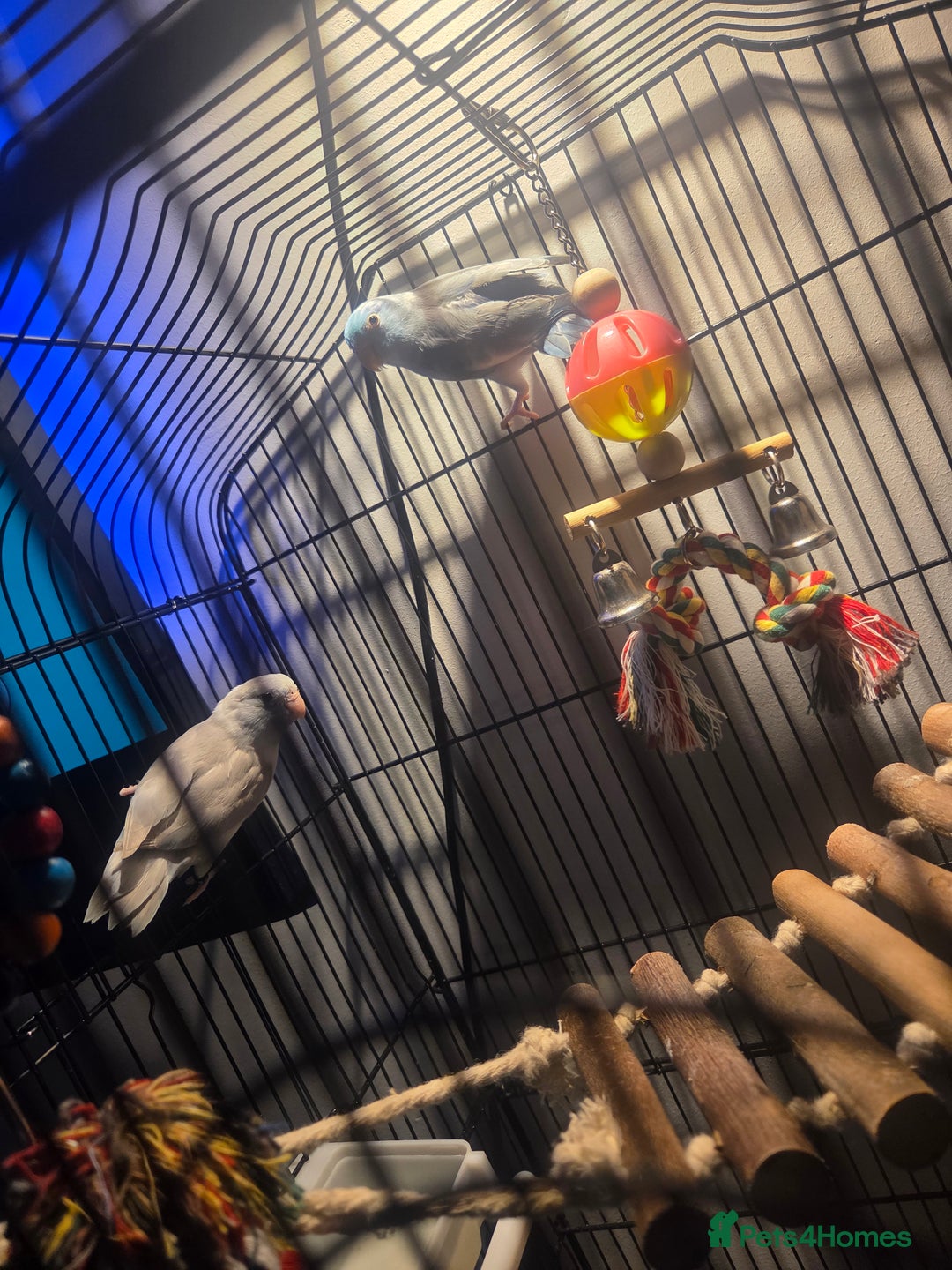 Parakeets birds for sale: Parrotlets x2 - Advert 4