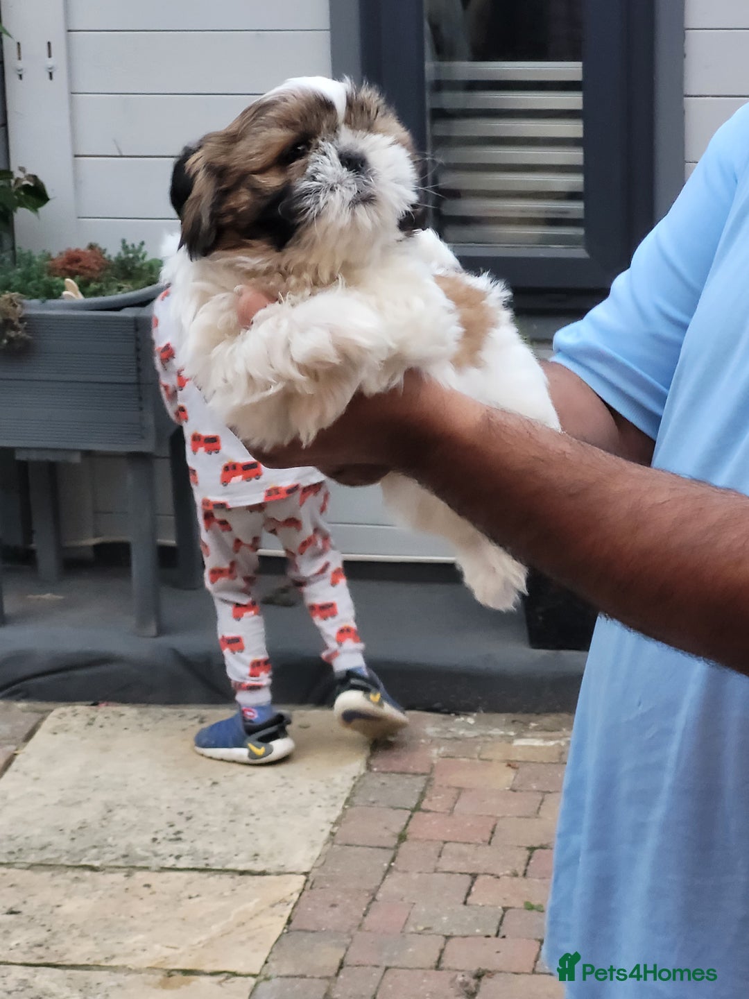 Shih Tzu dogs for sale: Lovely, most adorable, cutest puppy in town - Image 4