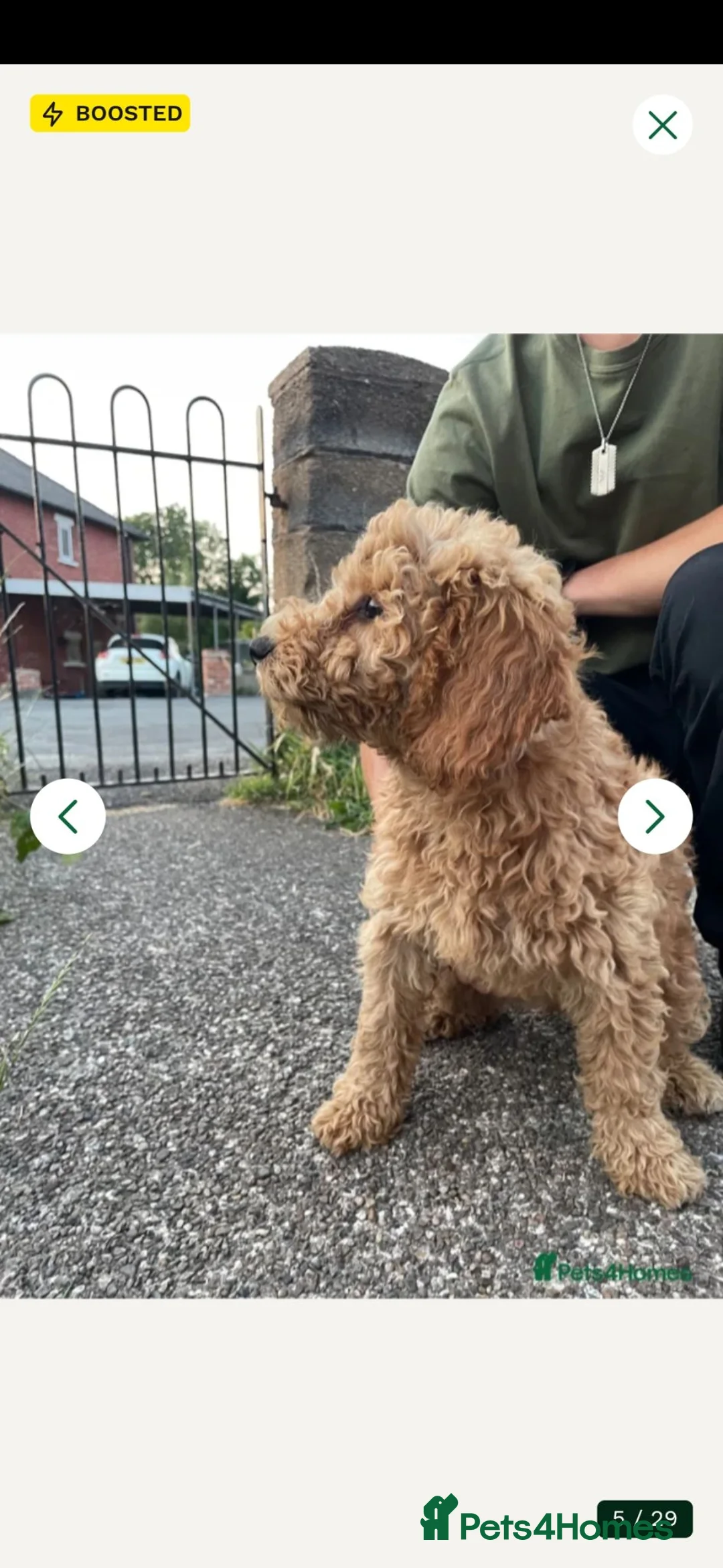 Goldendoodle dogs for sale: Billie - Gorgeous goldendoodle puppy in Chesterfield - Advert 11