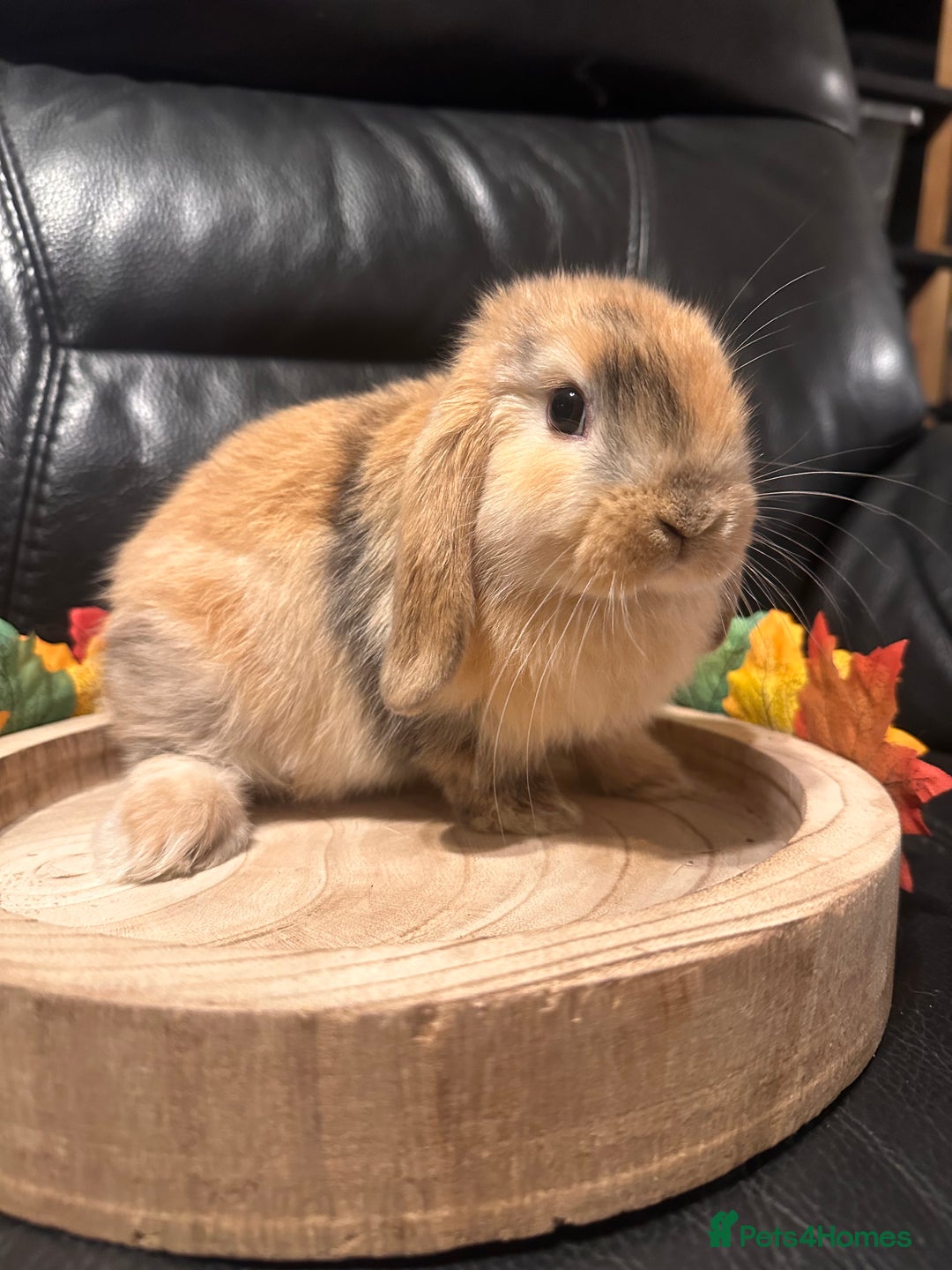 Mini Lop rabbits for sale: Baby mini lops  - Advert 3