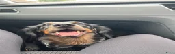 Dachshund dogs for sale: Long haired dachshund male - Rolo - Advert 6