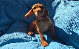 Hungarian Vizsla dogs for sale: Beautiful Hungarian Vizsla Puppies  in Sheerness - Image 16