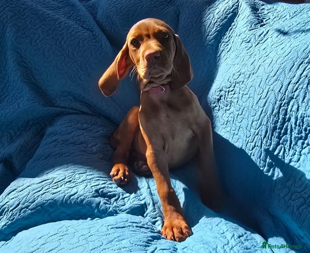 Hungarian Vizsla dogs for sale: Beautiful Hungarian Vizsla Puppies  in Sheerness - Image 16
