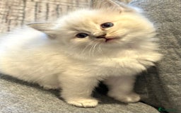 Ragdoll cats for sale: Lynx fluffballs  - Image 17