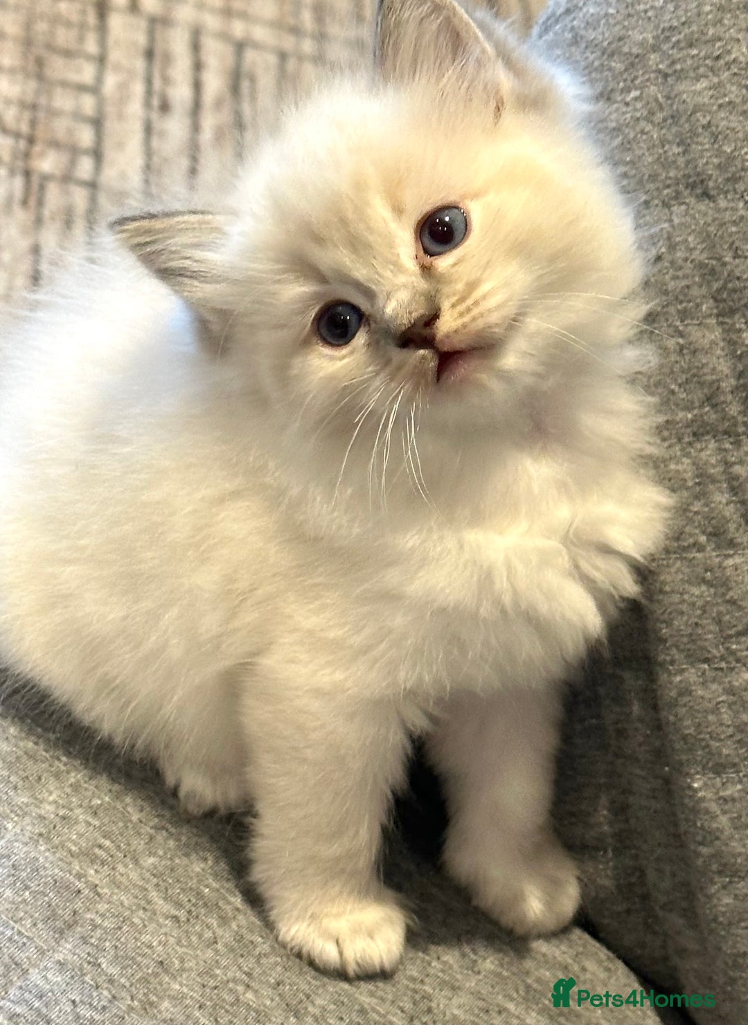 Ragdoll cats for sale: Lynx fluffballs  - Image 17