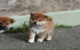 Japanese Shiba Inu dogs for sale: Health tested Japanese Shiba Inu Puppies - Image 8