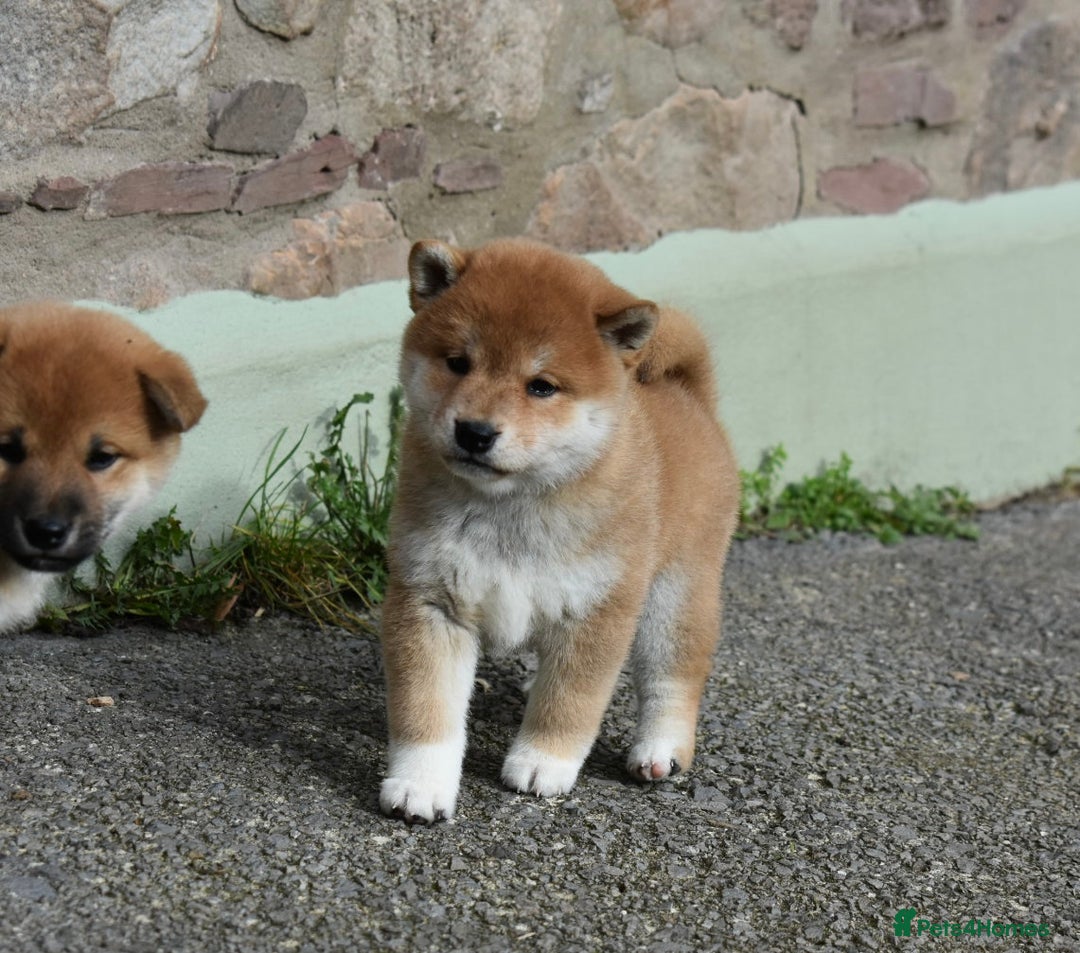 Japanese Shiba Inu dogs for sale: Health tested Japanese Shiba Inu Puppies - Image 8