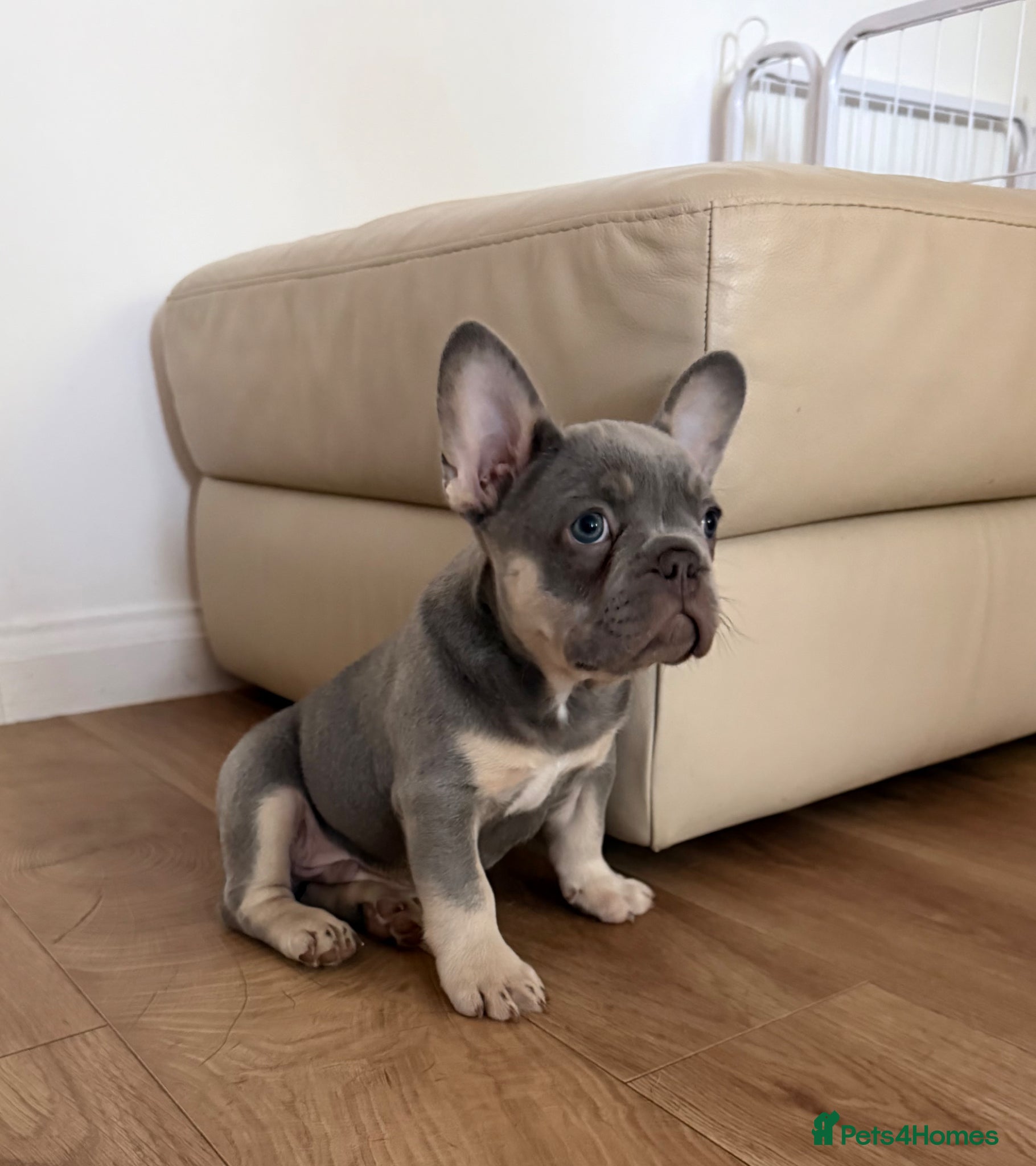 French Bulldog dogs Quality French bulldog Puppy  - Advert 3