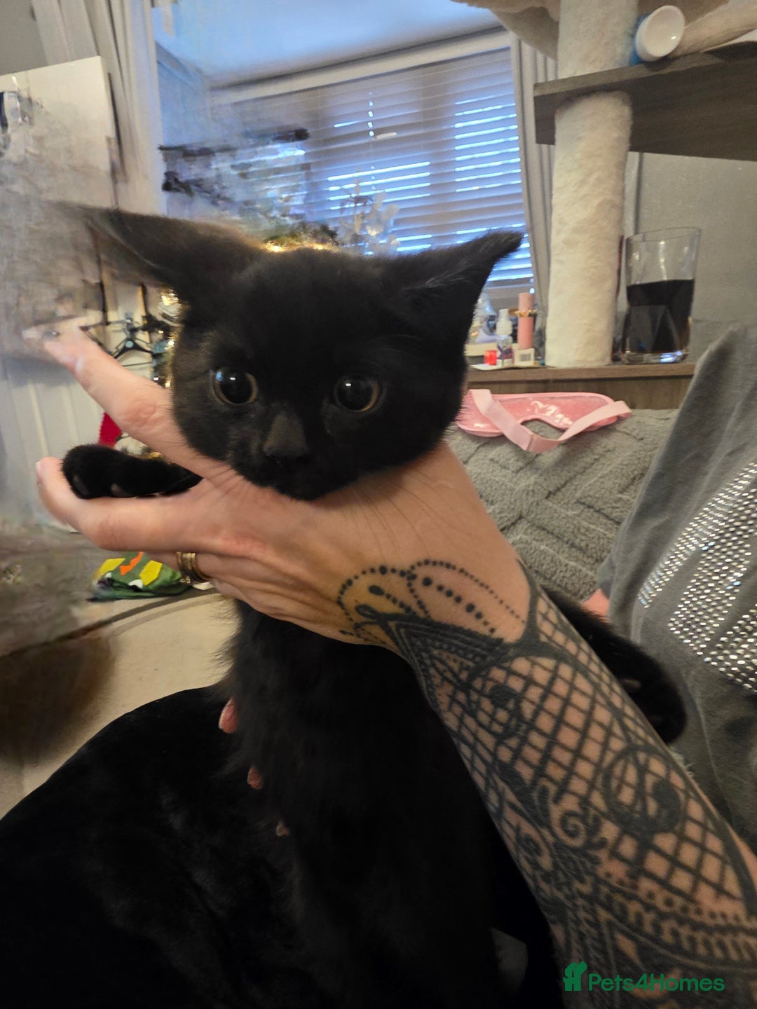 Mixed Breed cats for sale: 2 male cross BSH kittens ready now - Advert 2