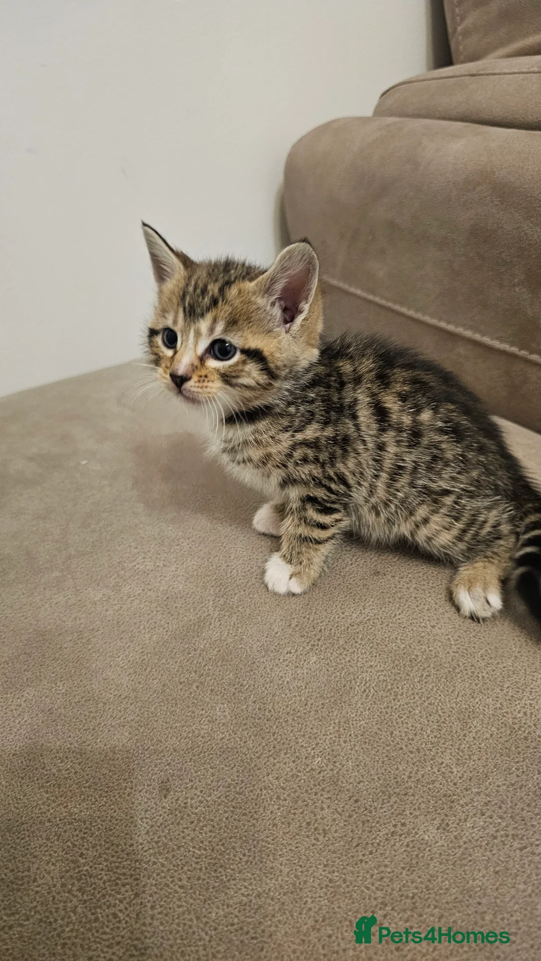 Bengal cats for sale: Bengal kittens - Advert 14