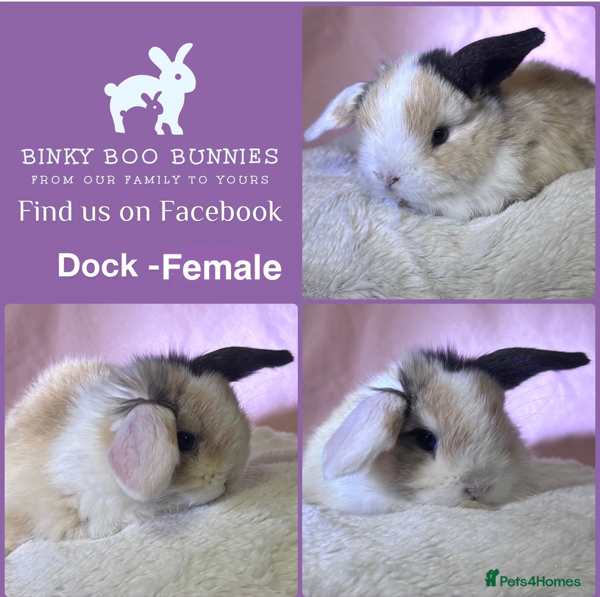 Mini Lop rabbits Mini Lop Babies - Reserve today for homes 25/03.  - Advert 2