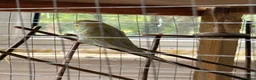 Budgerigars birds for sale: Leeds Hyde park Road - Advert 4
