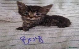 Mixed Breed cats for sale: Maine coon mixed kitchens - Image 9