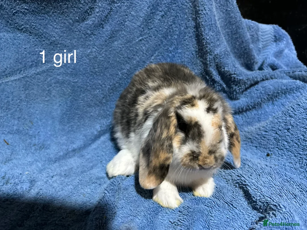 Dwarf Lop rabbits for sale: Dwarf lop baby rabbits  - Advert 2