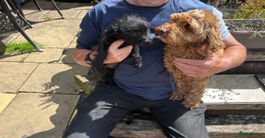 Cockapoo dogs - Advert 6