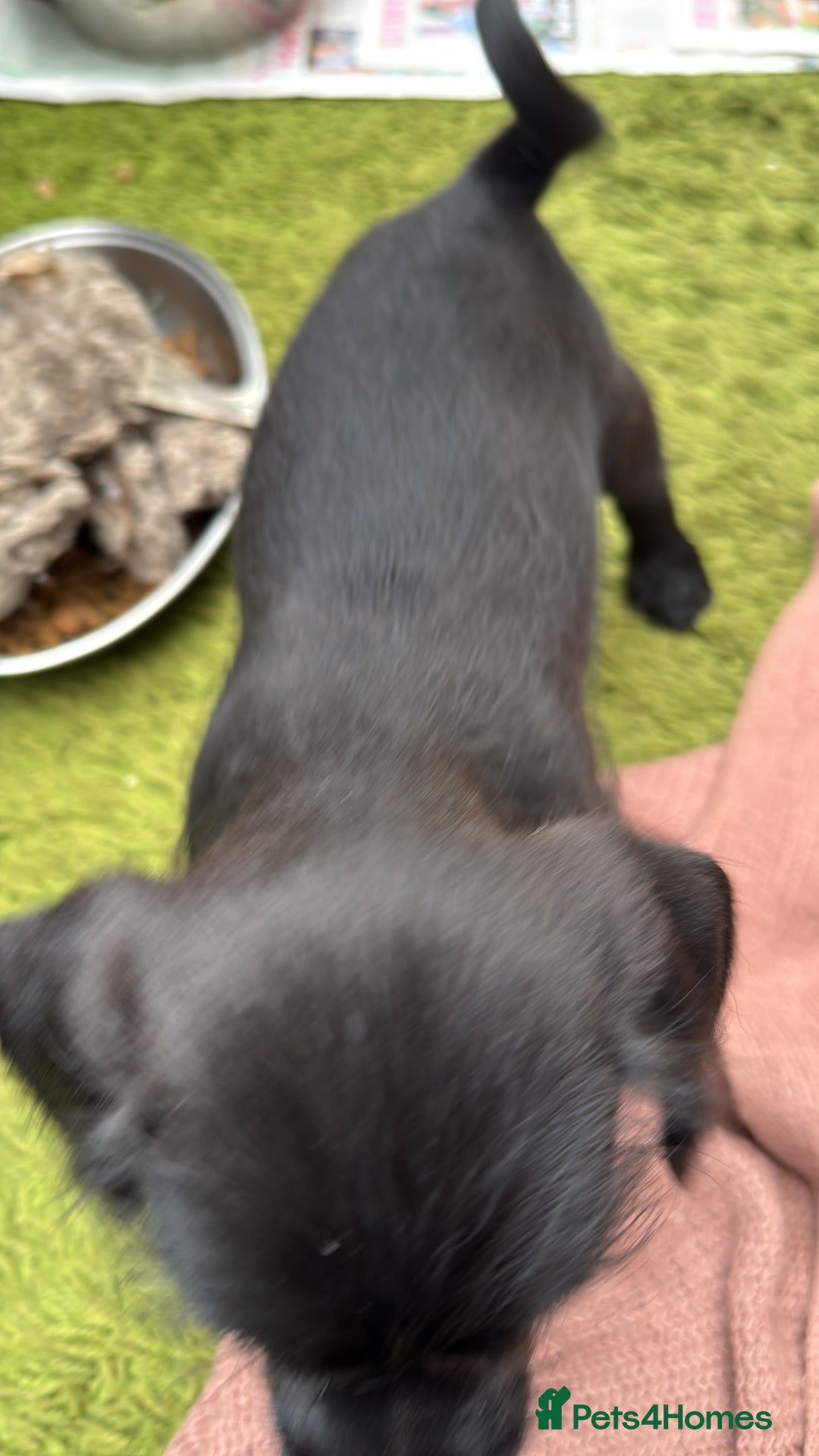 Mixed Breed dogs for sale: Shih-poo x Jack Russell Puppys - Advert 6