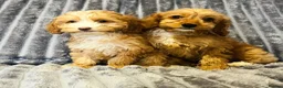 Cockapoo dogs for sale: F1 cockapoo girls two left READY TO LEAVE 🐶!!!!! - Advert 6