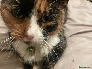 British Shorthair cats - Advert 2