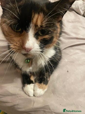 British Shorthair cats - Advert 4