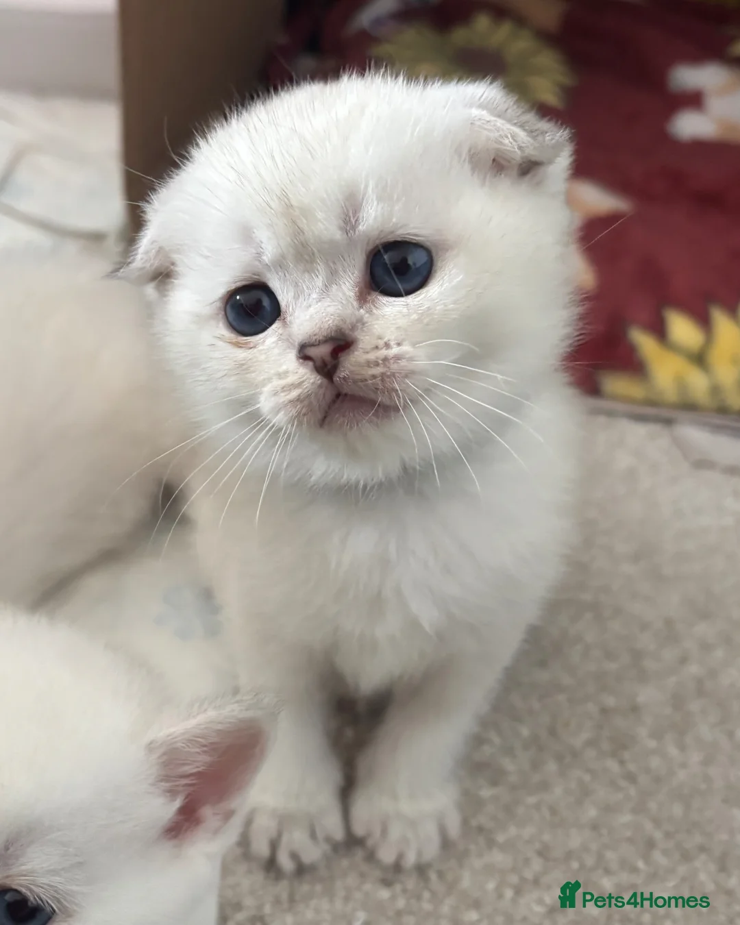 Scottish Fold cats for sale: BEAUTIFUL WHITE SCOTTISH FOLDS in Grays - Advert 2