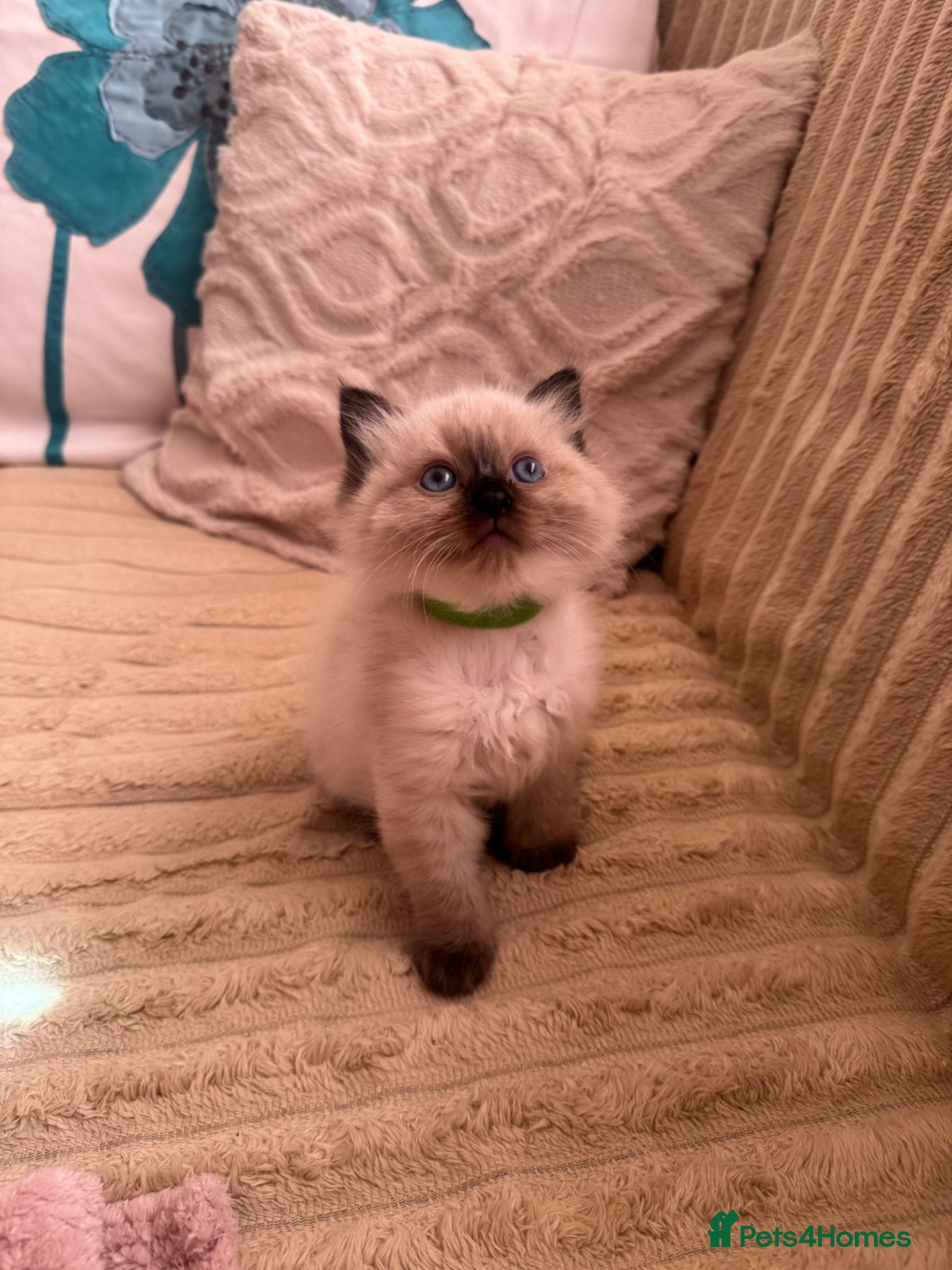 Ragdoll cats 3 Beautiful Ragdoll kittens  - Advert 2