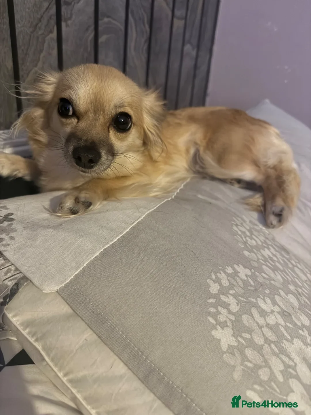 Chihuahua dogs for sale: Chihuahua girl - Advert 2