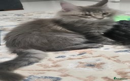 Maine Coon cats for sale: Maine Coon Glasgow AVAILABLE  - Image 36