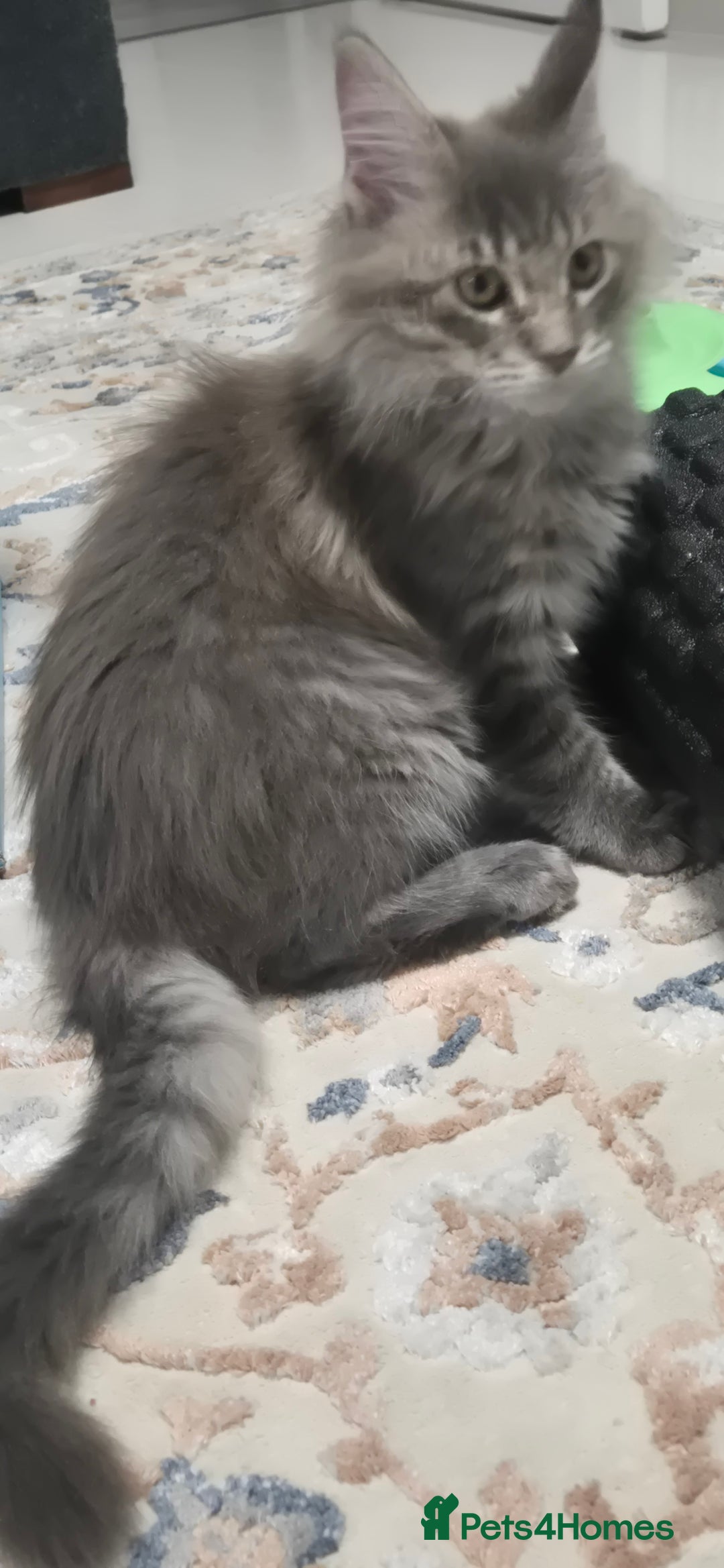 Maine Coon cats for sale: Maine Coon Glasgow AVAILABLE  - Image 36