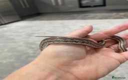 Corn Snake reptiles for sale: 1 Year old Male Corn Snake with Full Set Up - Image 4
