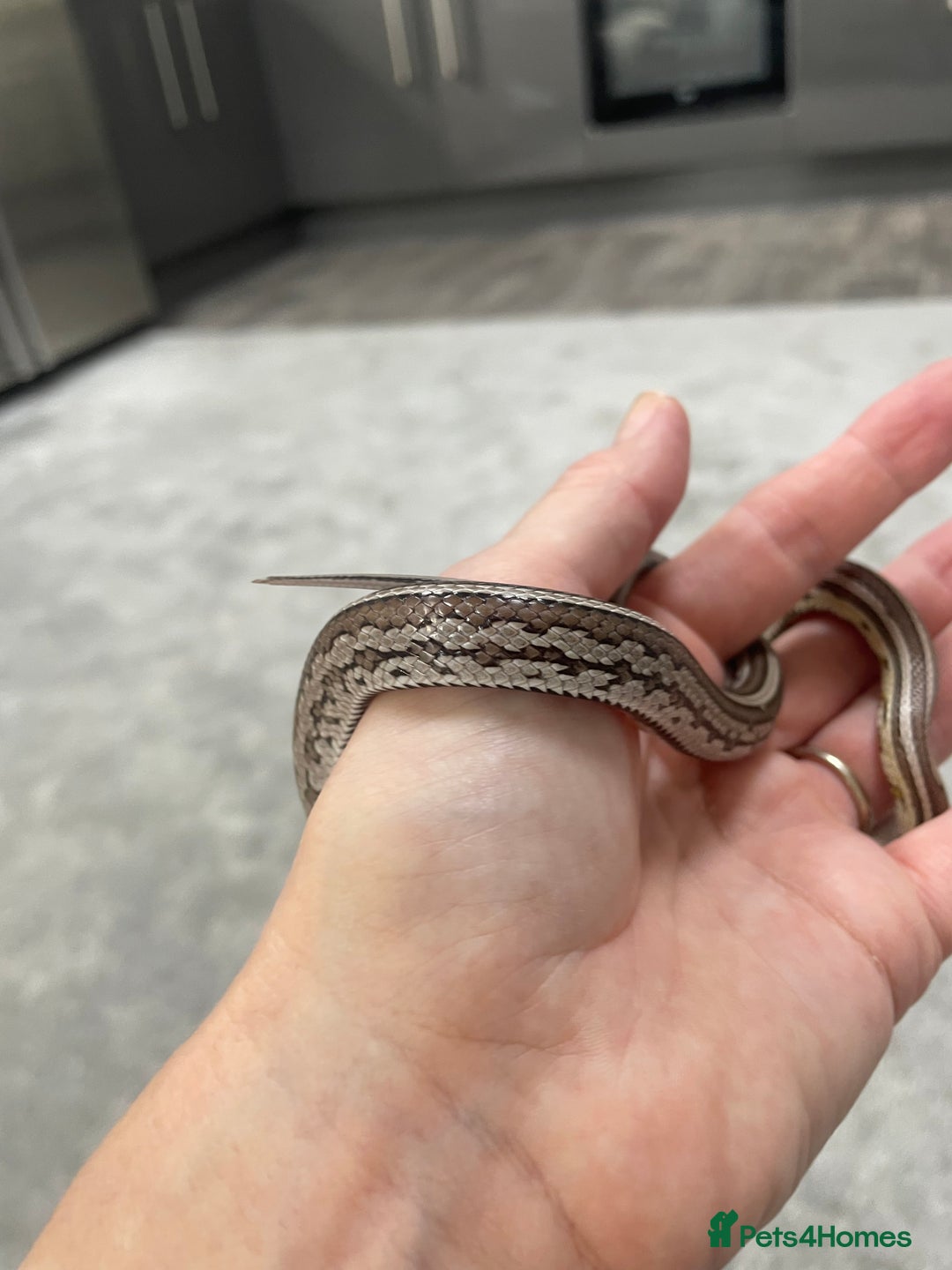 Corn Snake reptiles for sale: 1 Year old Male Corn Snake with Full Set Up - Image 4