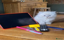 Siberian cats for sale: Purebred Siberian kittens  - Image 2