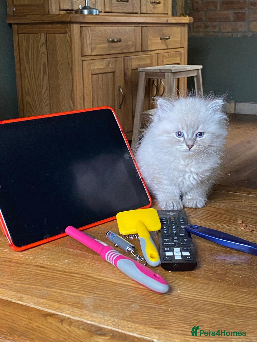 Siberian cats for sale: Purebred Siberian kittens  - Image 2