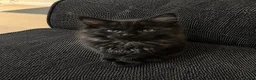 Maine Coon cats for sale: Maine coon kitten - Advert 6