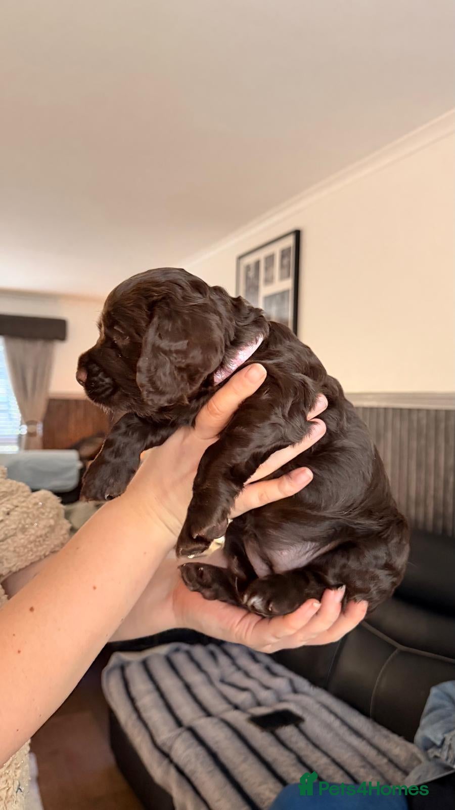 Cocker Spaniel dogs for sale: KC Reg Working Cocker Spaniel Pups ** 1 Boy Left** - Advert 16